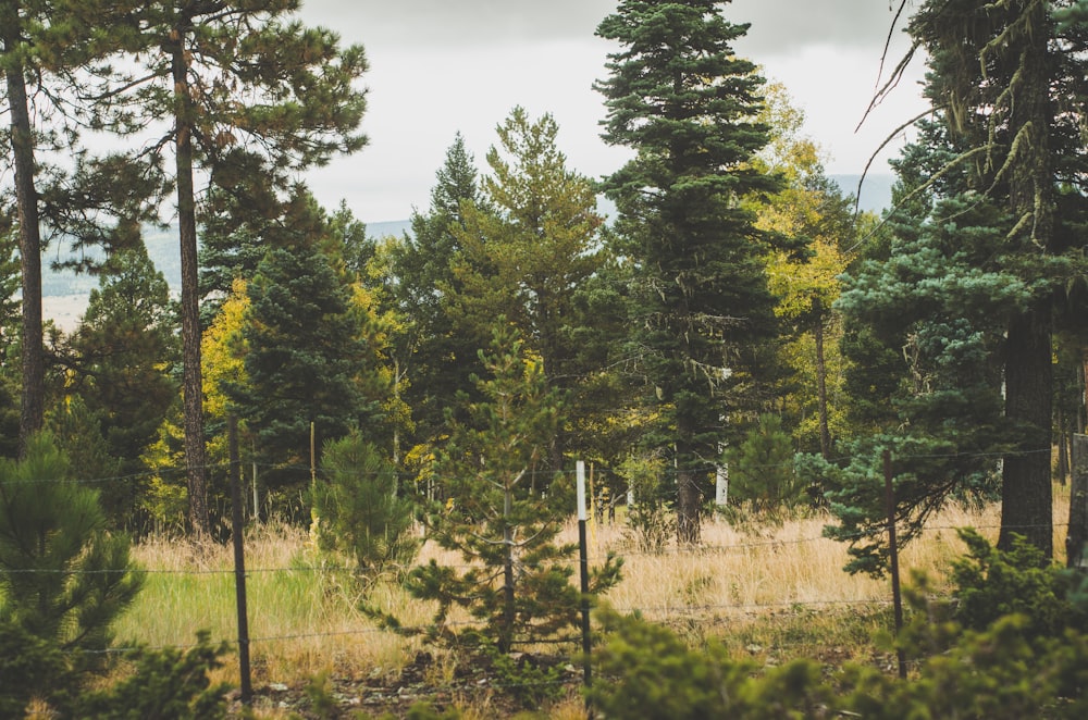 a field with trees and a sign in the middle of it