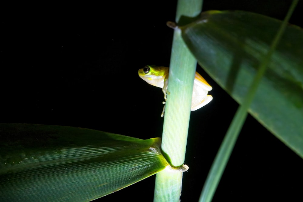 a frog sitting on top of a green plant