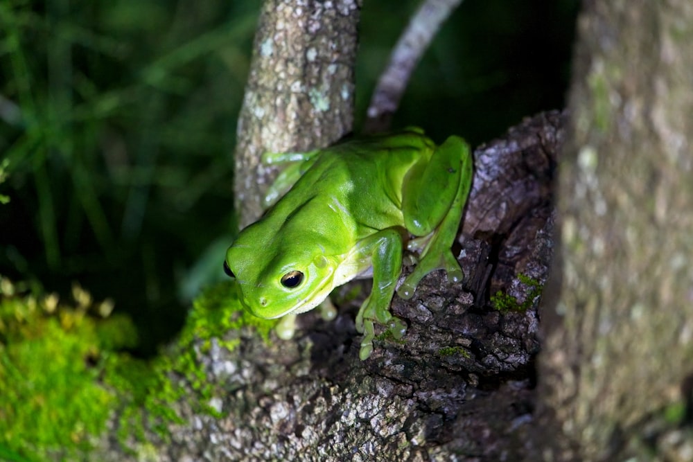 a green frog sitting on top of a tree branch