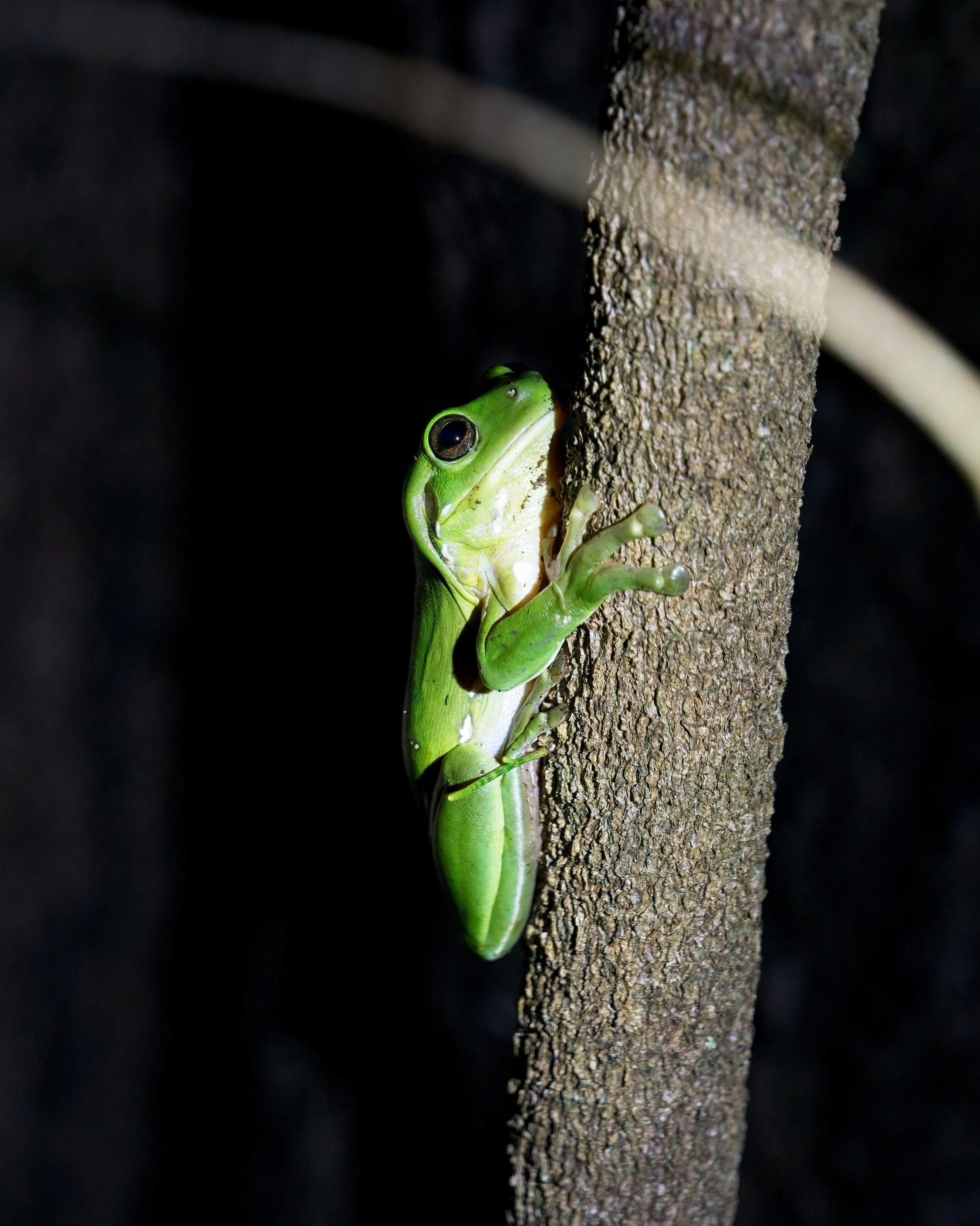 a green frog sitting on top of a tree branch