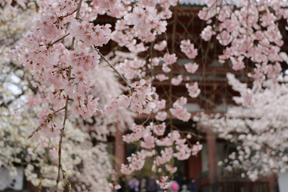 a group of people standing under cherry blossom trees