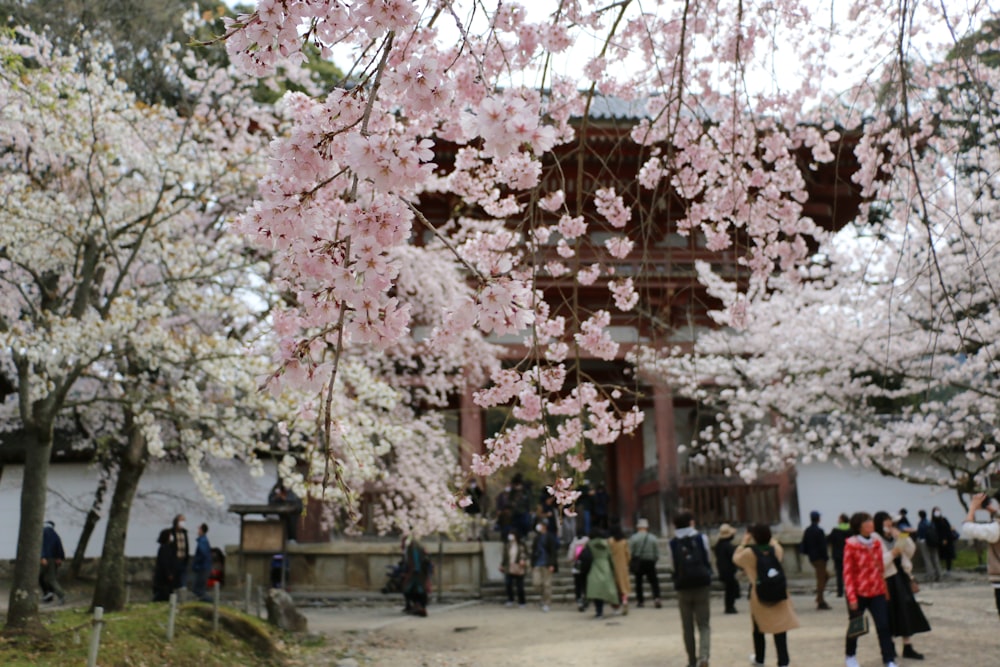 a group of people standing under cherry blossom trees