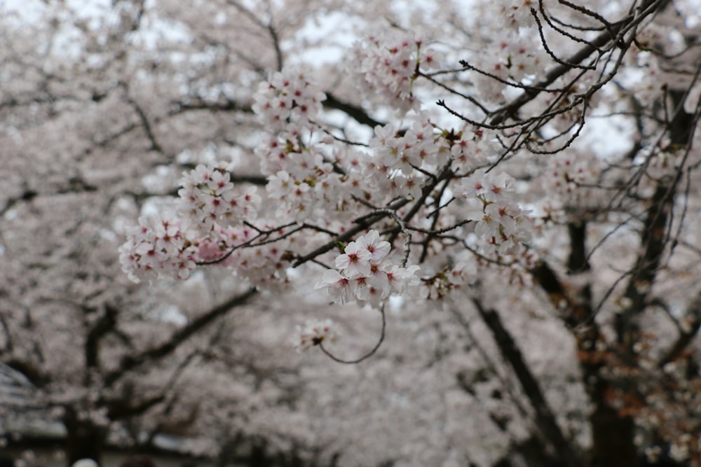 a tree filled with lots of white flowers