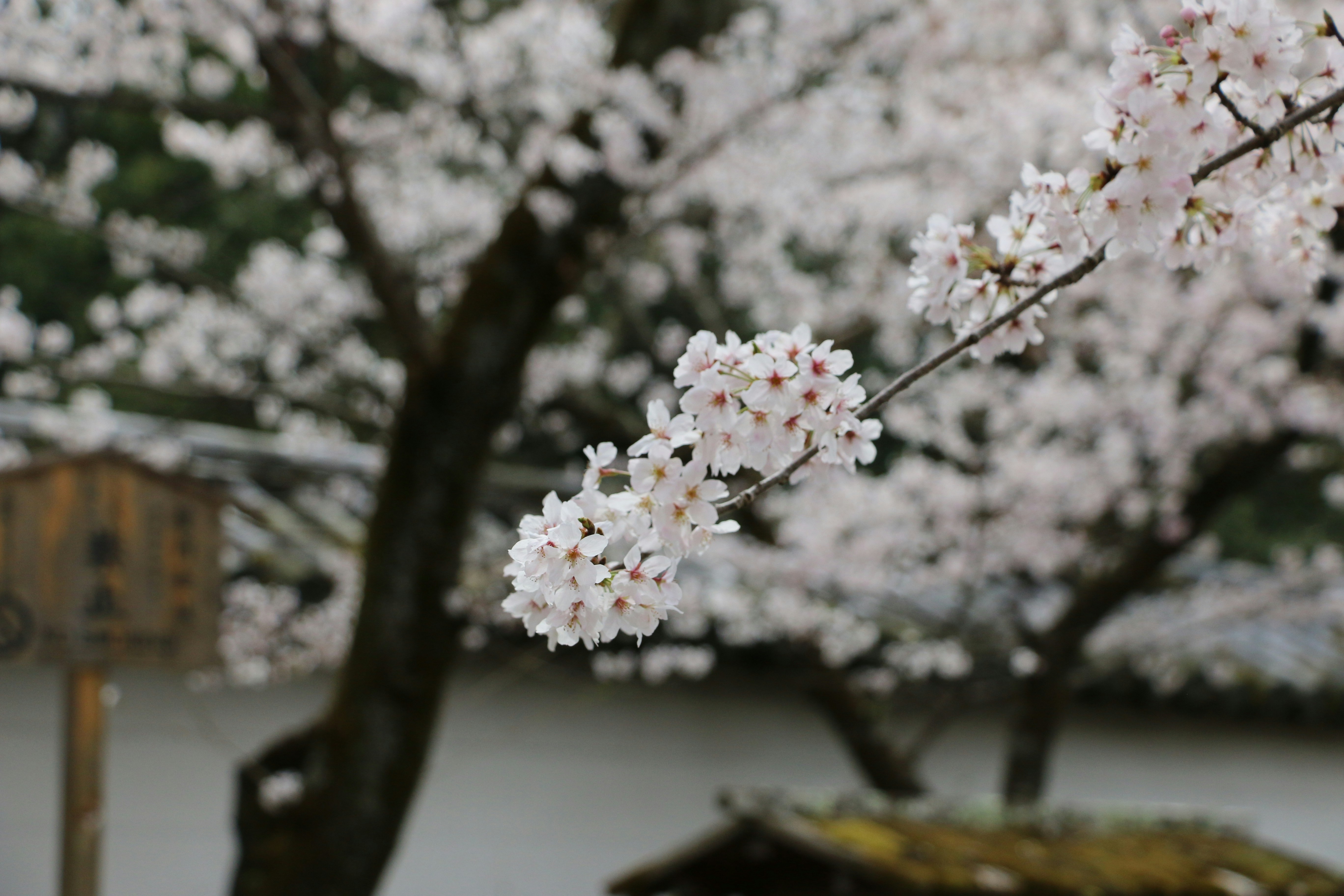 Photo by yasuto_t