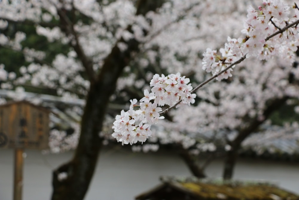 a tree with white flowers in front of a building