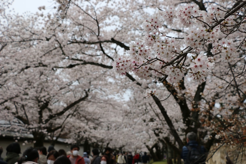 a group of people standing under cherry blossom trees