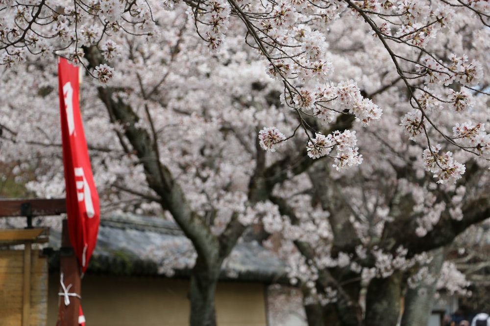 a cherry blossom tree with a red flag in the foreground