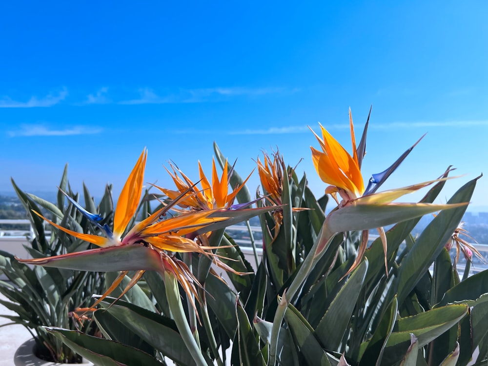 a bird of paradise plant with a blue sky in the background