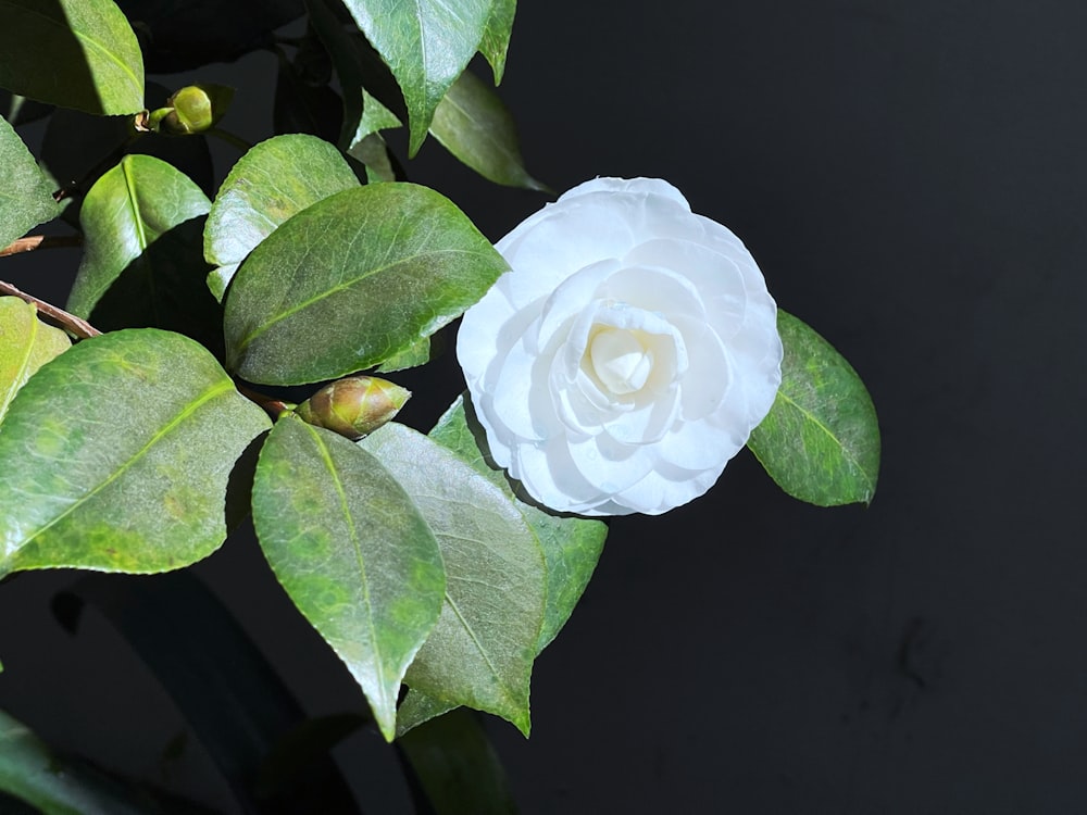 a white flower with green leaves on a black background