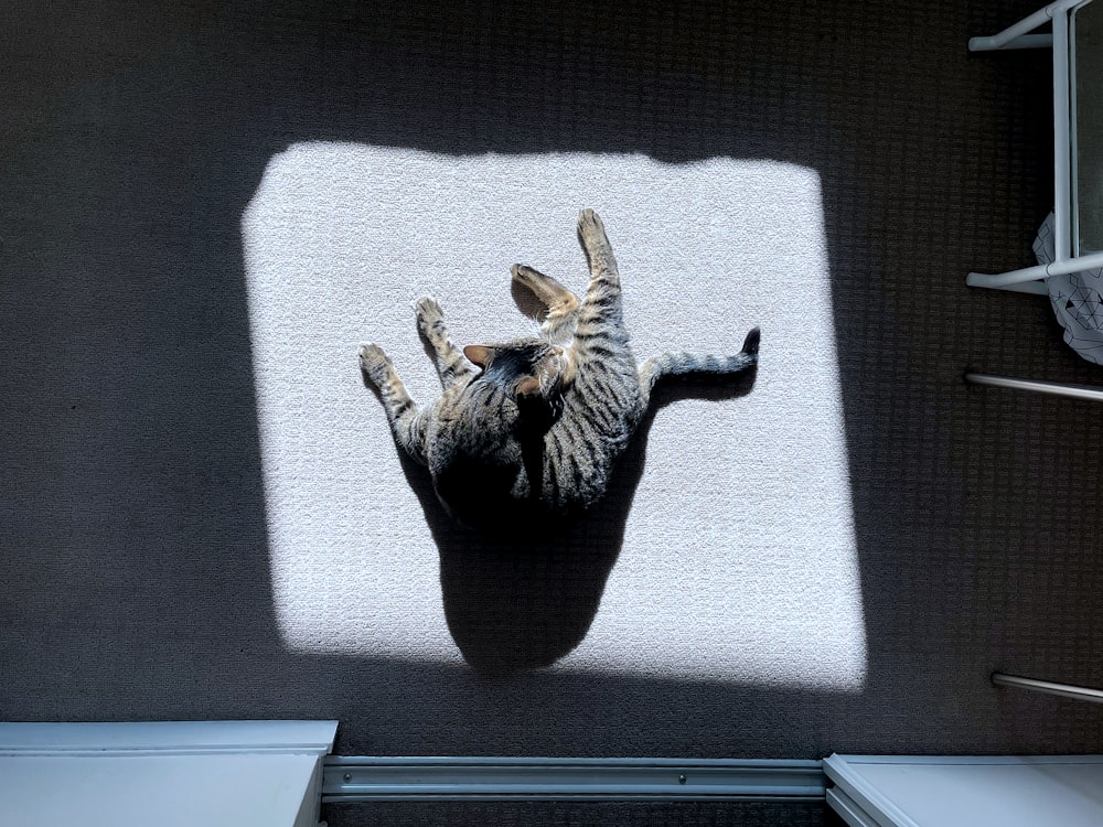 a shadow of a zebra on a wall