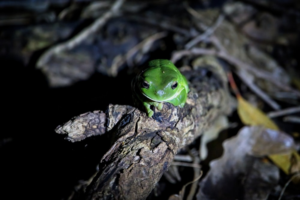 a green bird sitting on top of a tree branch