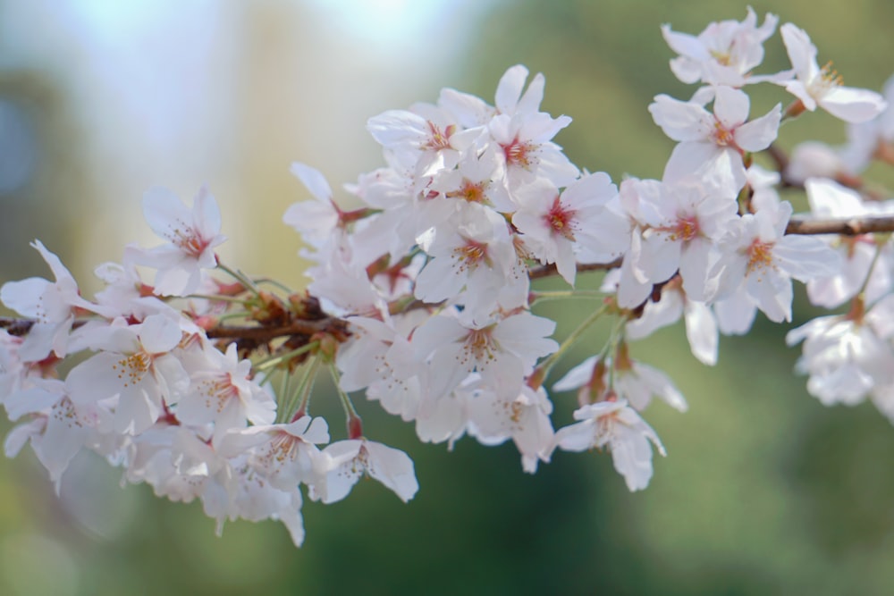 a branch of a tree with white flowers