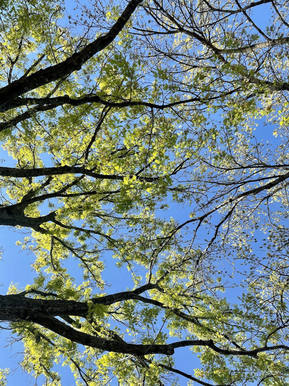 looking up at the branches of a tree