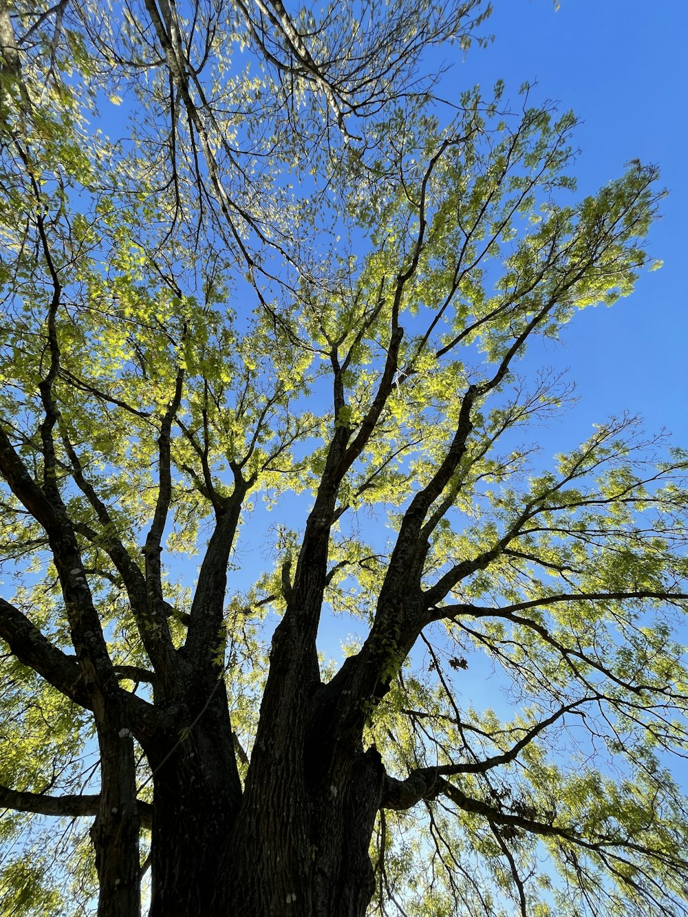 a large tree with lots of green leaves