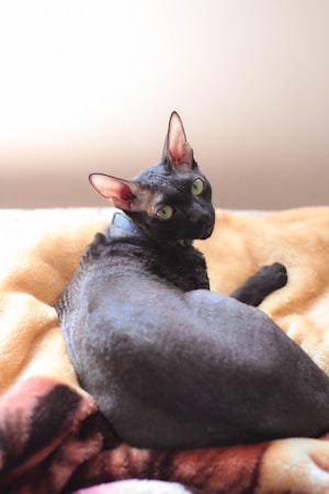 Cornish Rex
