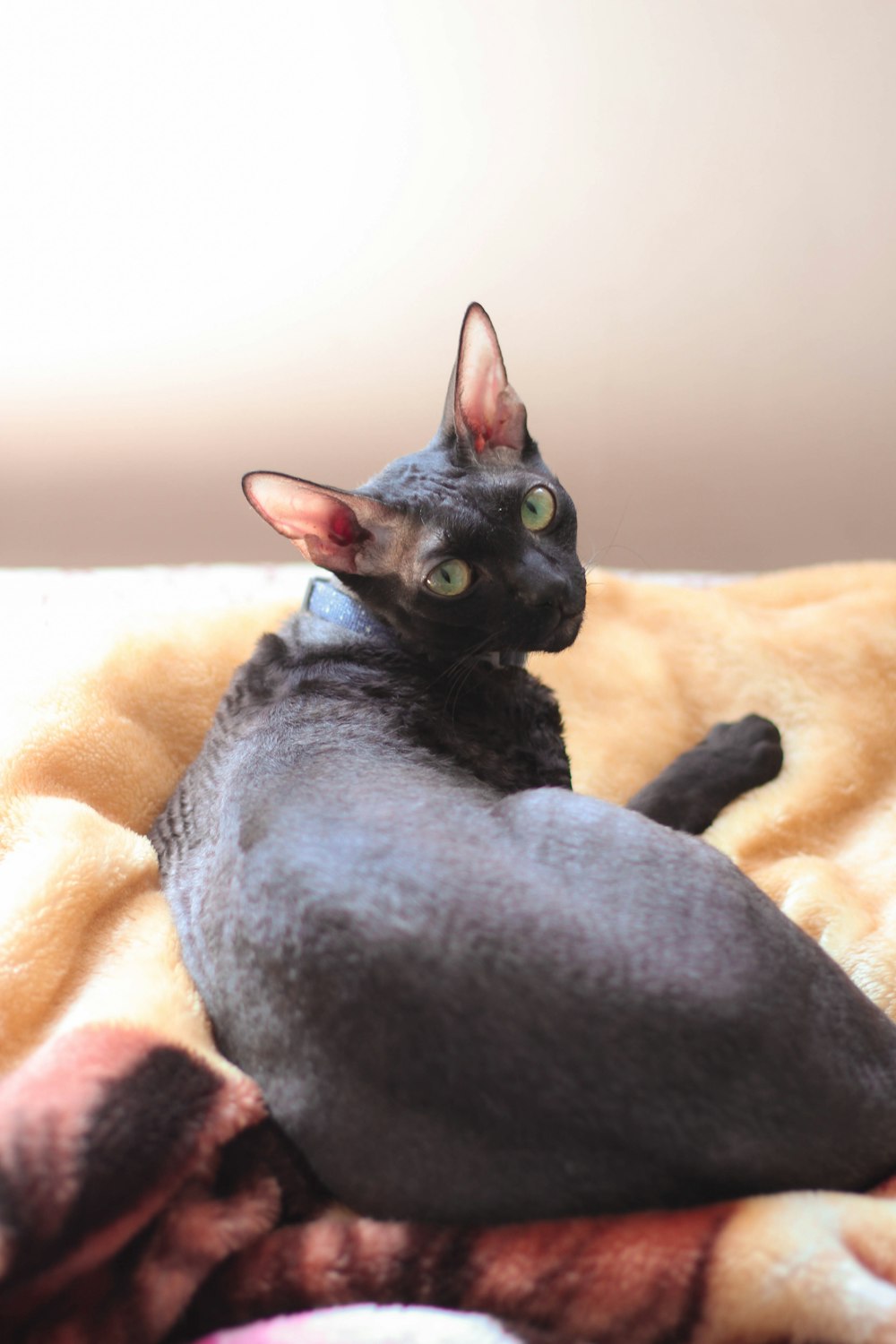 a black cat laying on top of a blanket