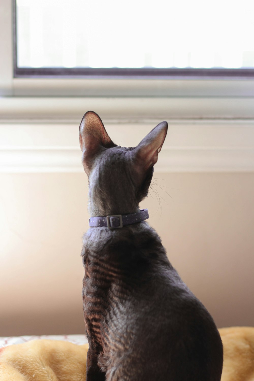 Eine Katze sitzt auf einem Bett und schaut aus dem Fenster