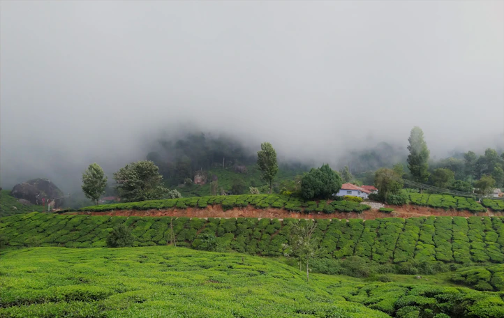 A serene coffee plantation with lush green hills in the background.