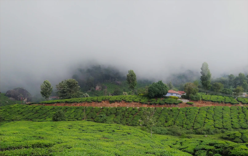 A serene coffee plantation with lush green hills in the background.