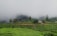 A lush green tea plantation stretches across rolling hills, partially shrouded by mist. Scattered trees and a few small buildings with red roofs are visible amid the greenery, creating a serene and tranquil rural scene.