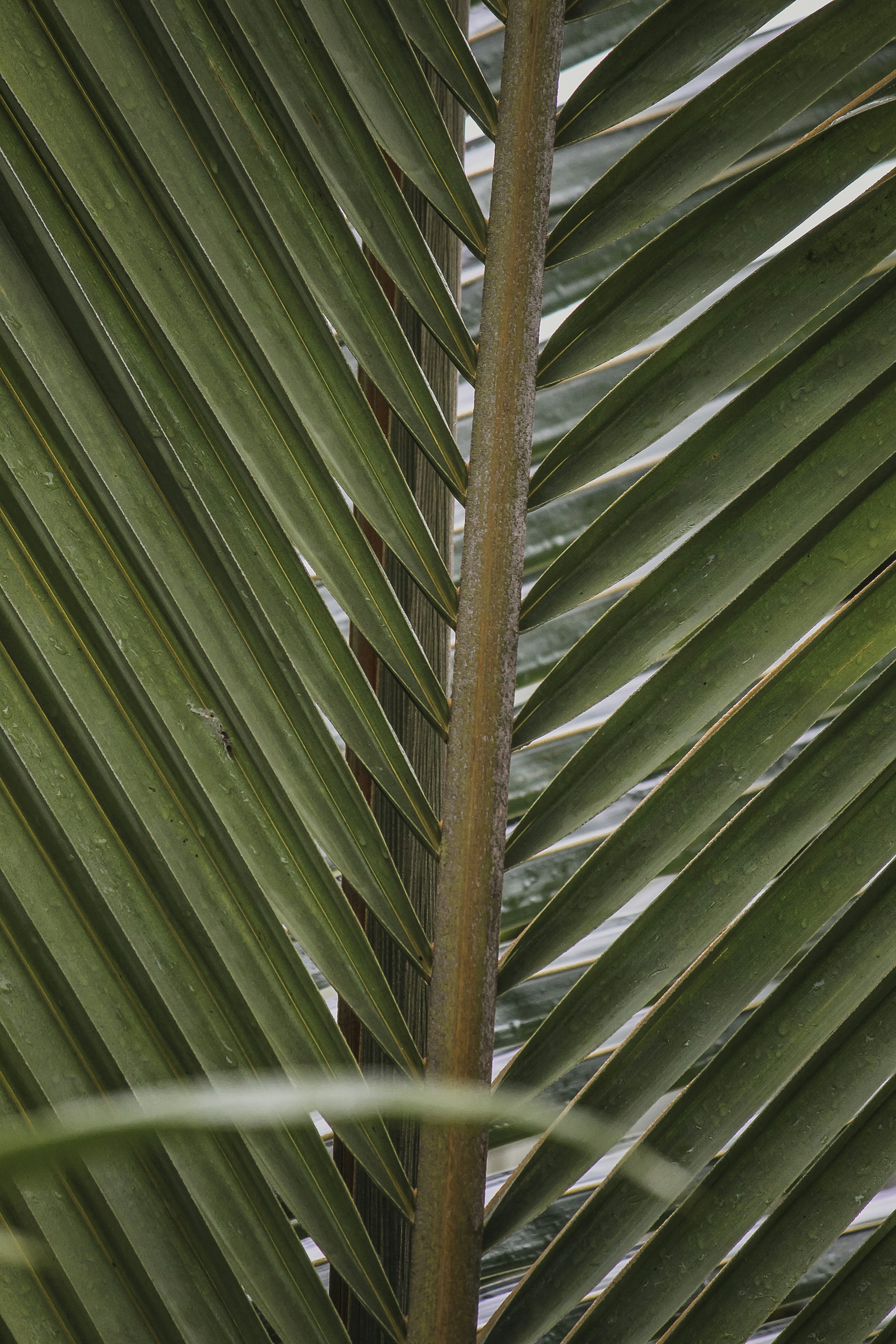 tropical leaves wallpaper, wallpaper, Skincare Tips for Humid Climates: A Tropical Guide 5