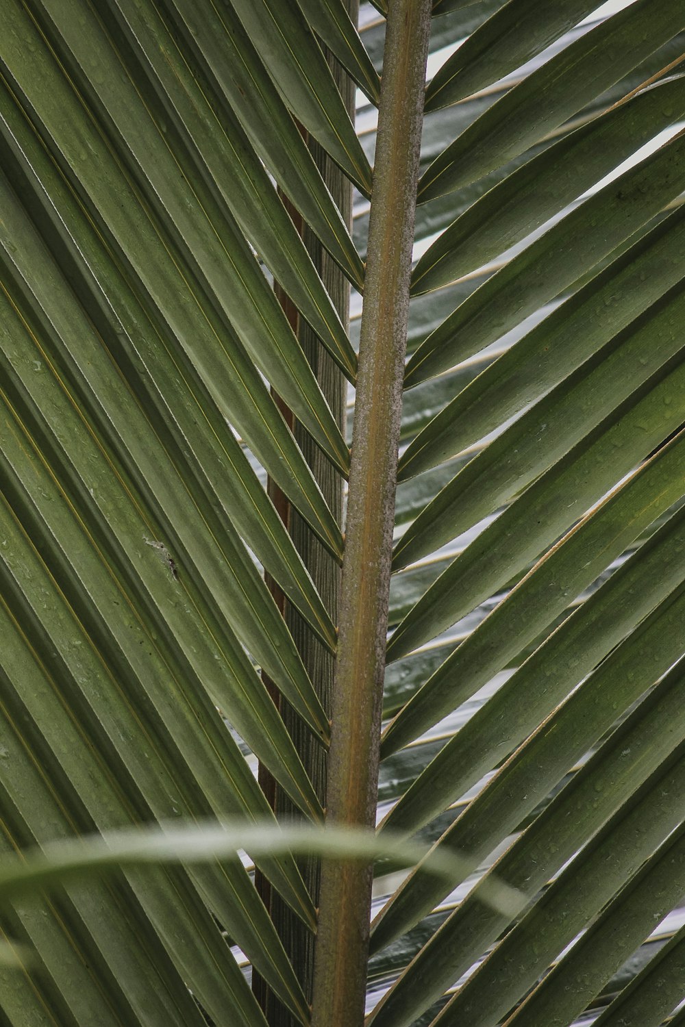 a bird perched on a palm tree branch