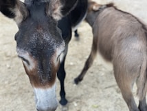 A close-up view of two donkeys standing on sandy ground. One donkey is prominently in the foreground showing its head and ears, while the other is partially visible, standing adjacent to it.