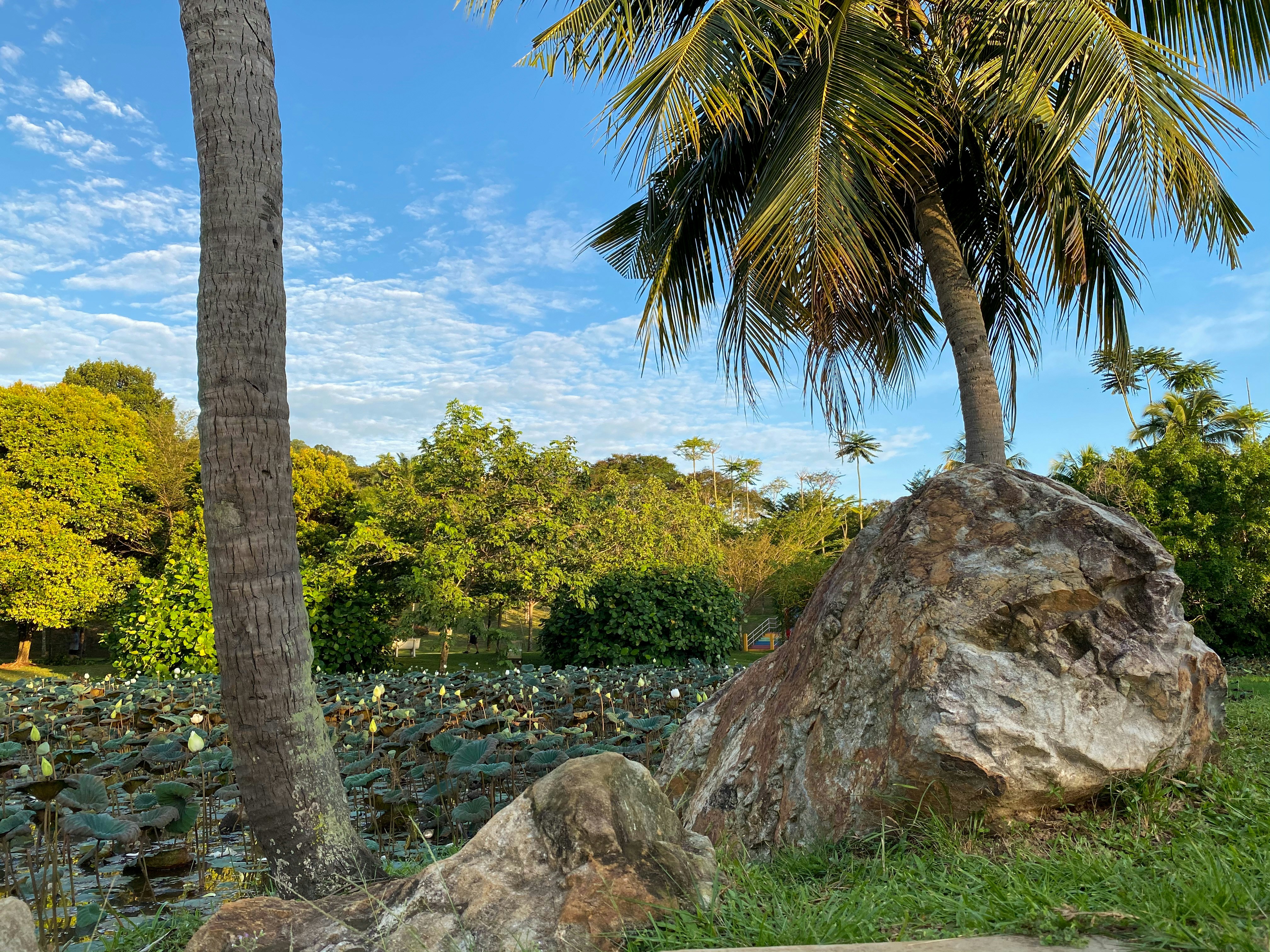 a large rock sitting next to a palm tree