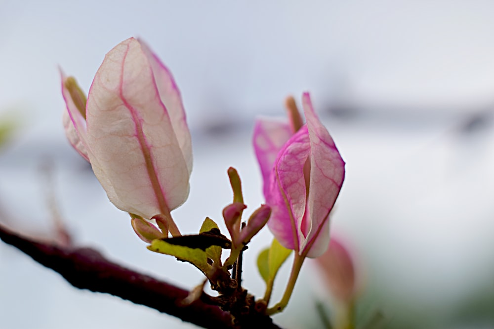 a close up of a flower on a tree branch