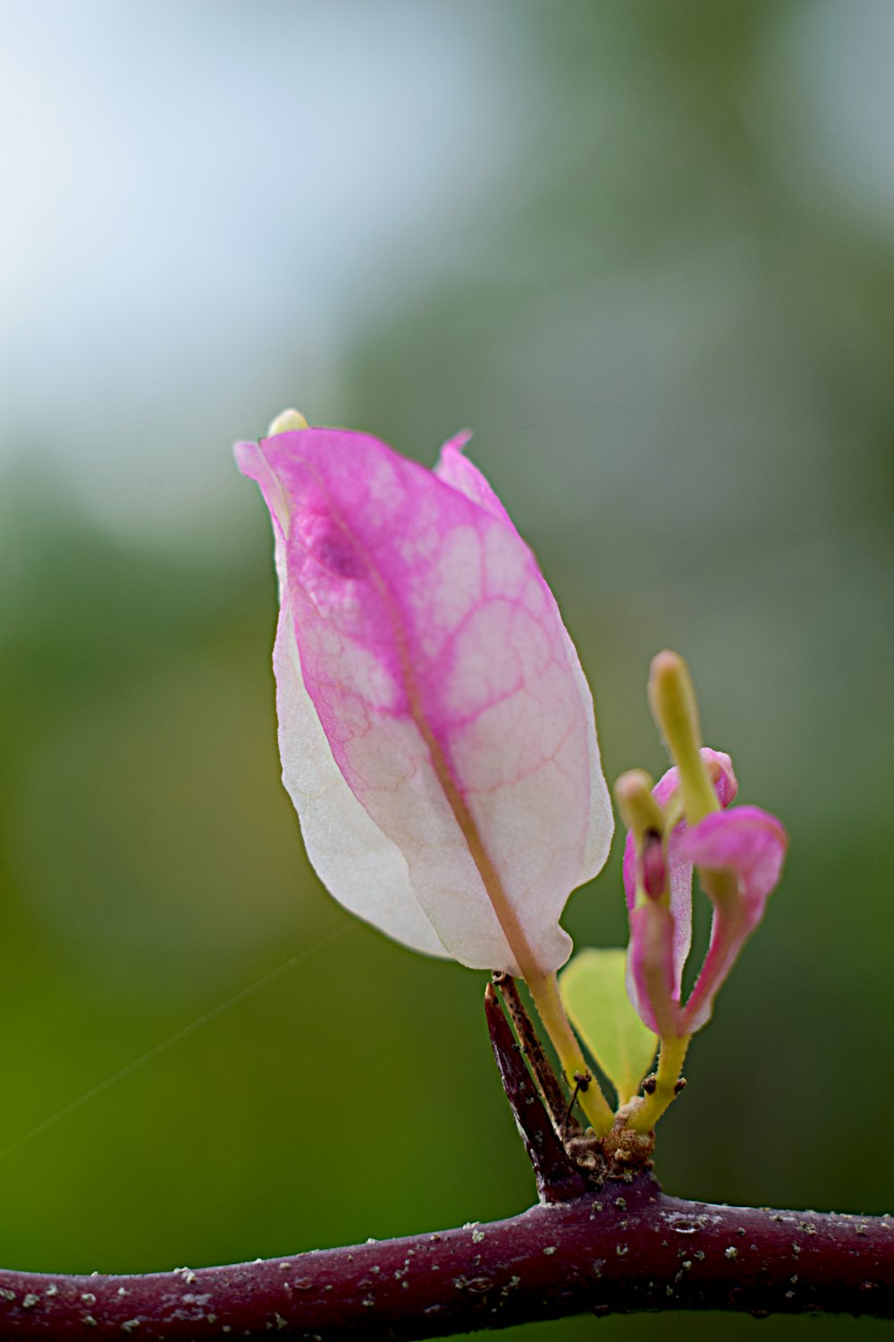 a pink and white flower on a tree branch