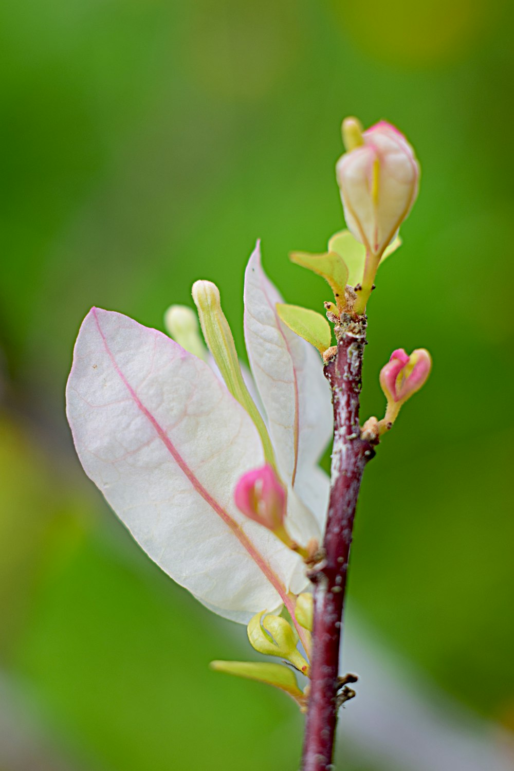 a close up of a flower on a tree branch