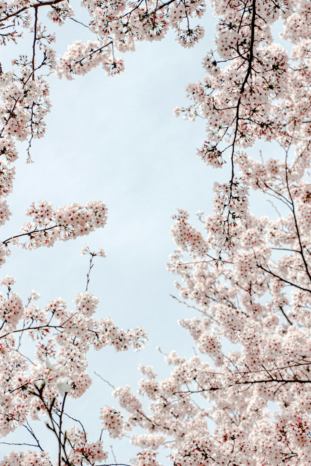 a group of cherry blossom trees with a blue sky in the background