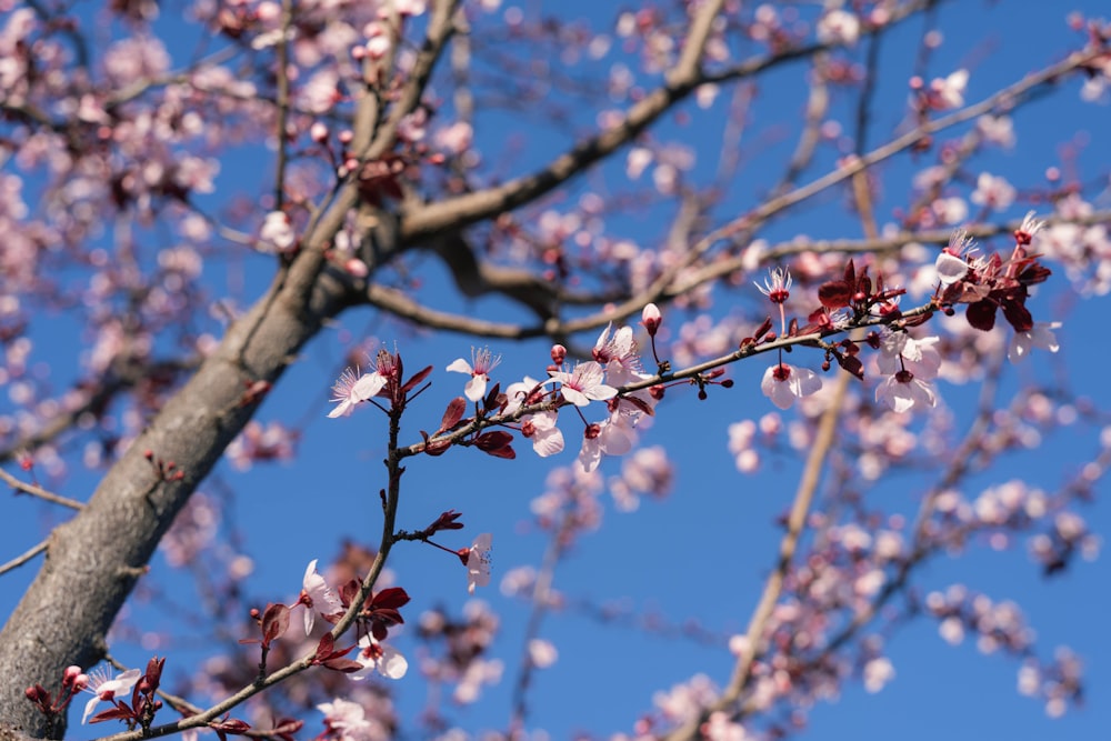 a close up of a tree with pink flowers