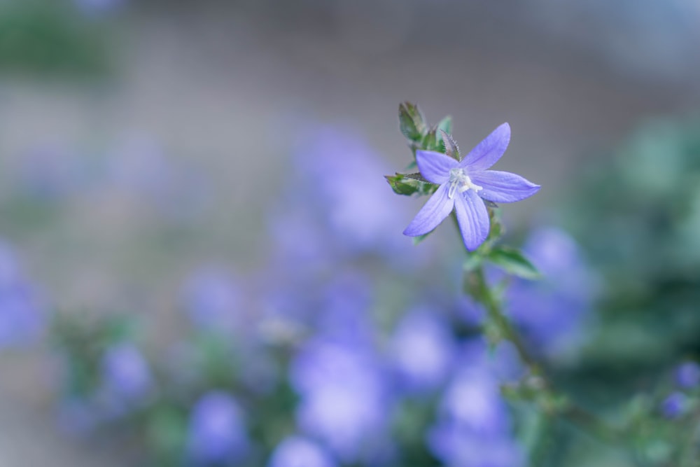 a close up of a purple flower with blurry background