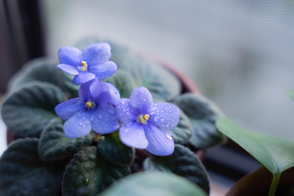 a close up of a blue flower on a plant