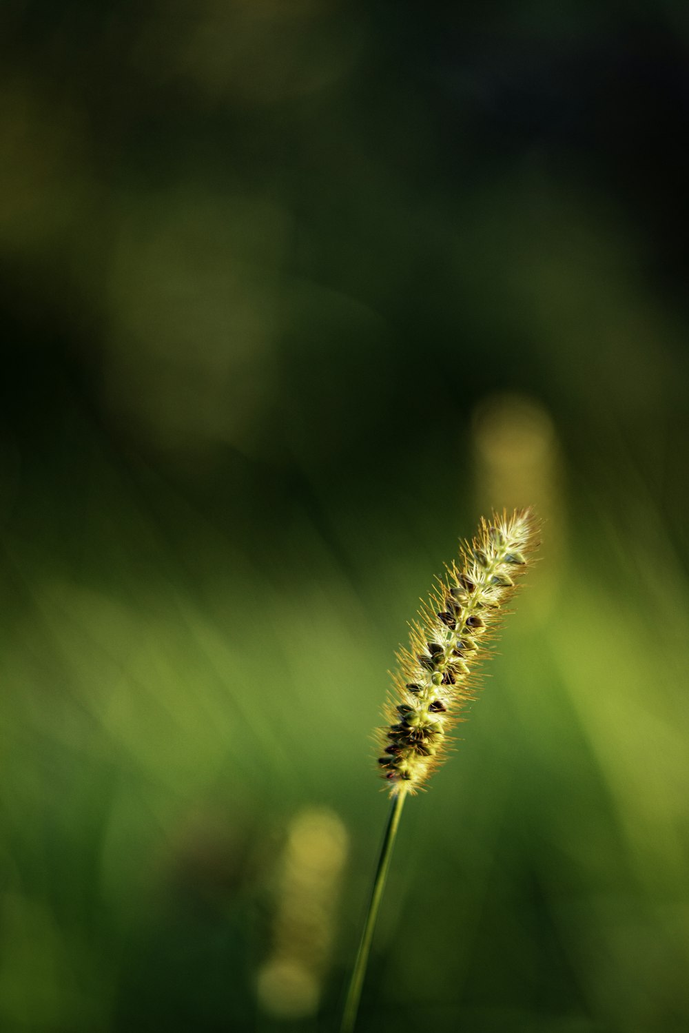 a close up of a plant with a blurry background