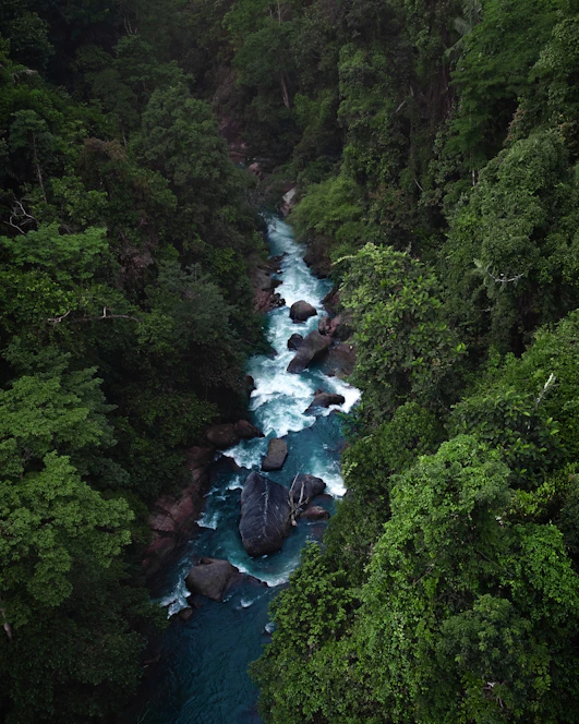 A vibrant photo of a lush Panama rainforest with a winding river under a bright blue sky.
