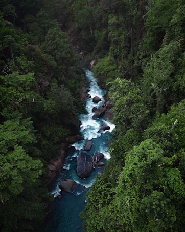 A vibrant, lush forest landscape with a river flowing through it. The river is clear and blue, winding between large rocks, surrounded by dense greenery.