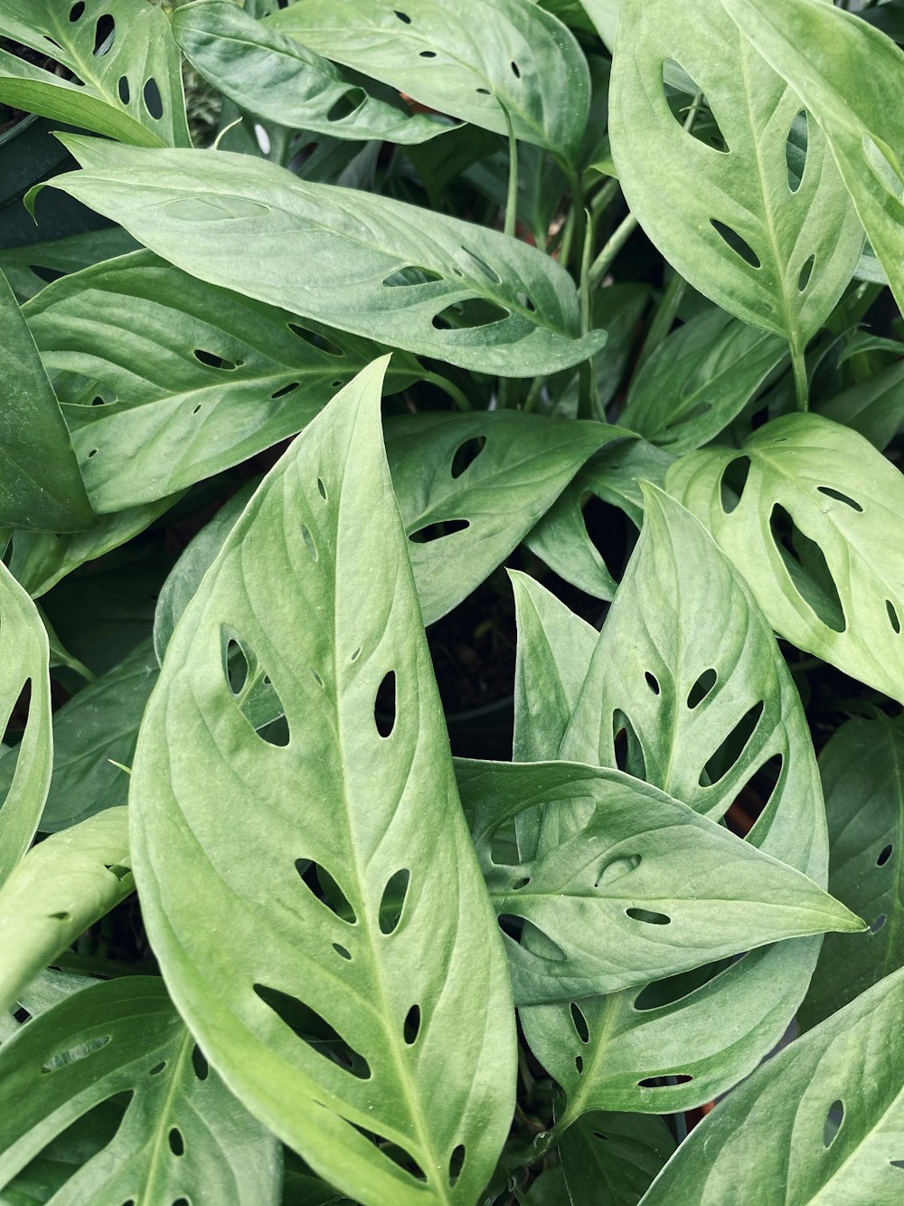 a close up of a green plant with holes in it