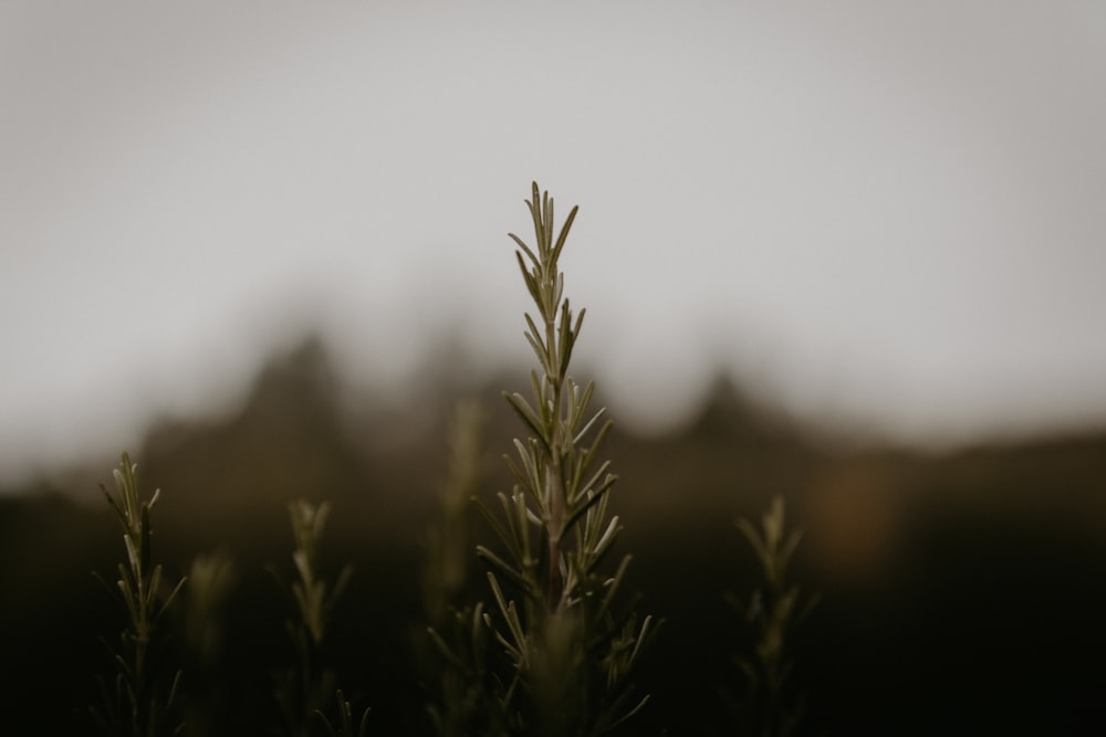 a close up of a plant with trees in the background