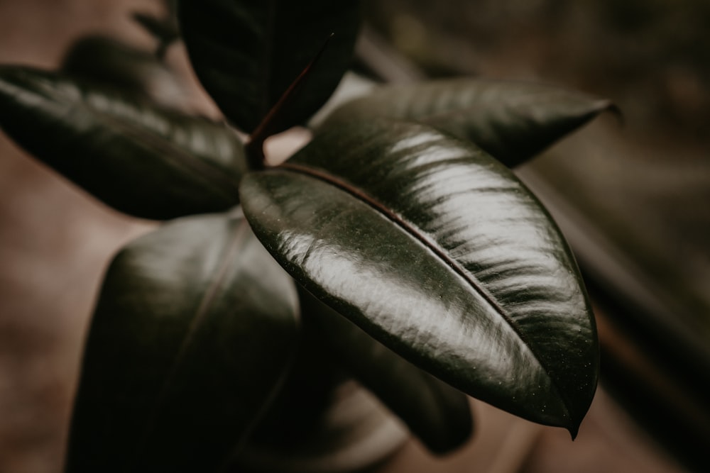 a close up of a green leaf on a plant