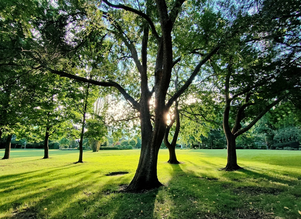 the sun is shining through the trees in the park