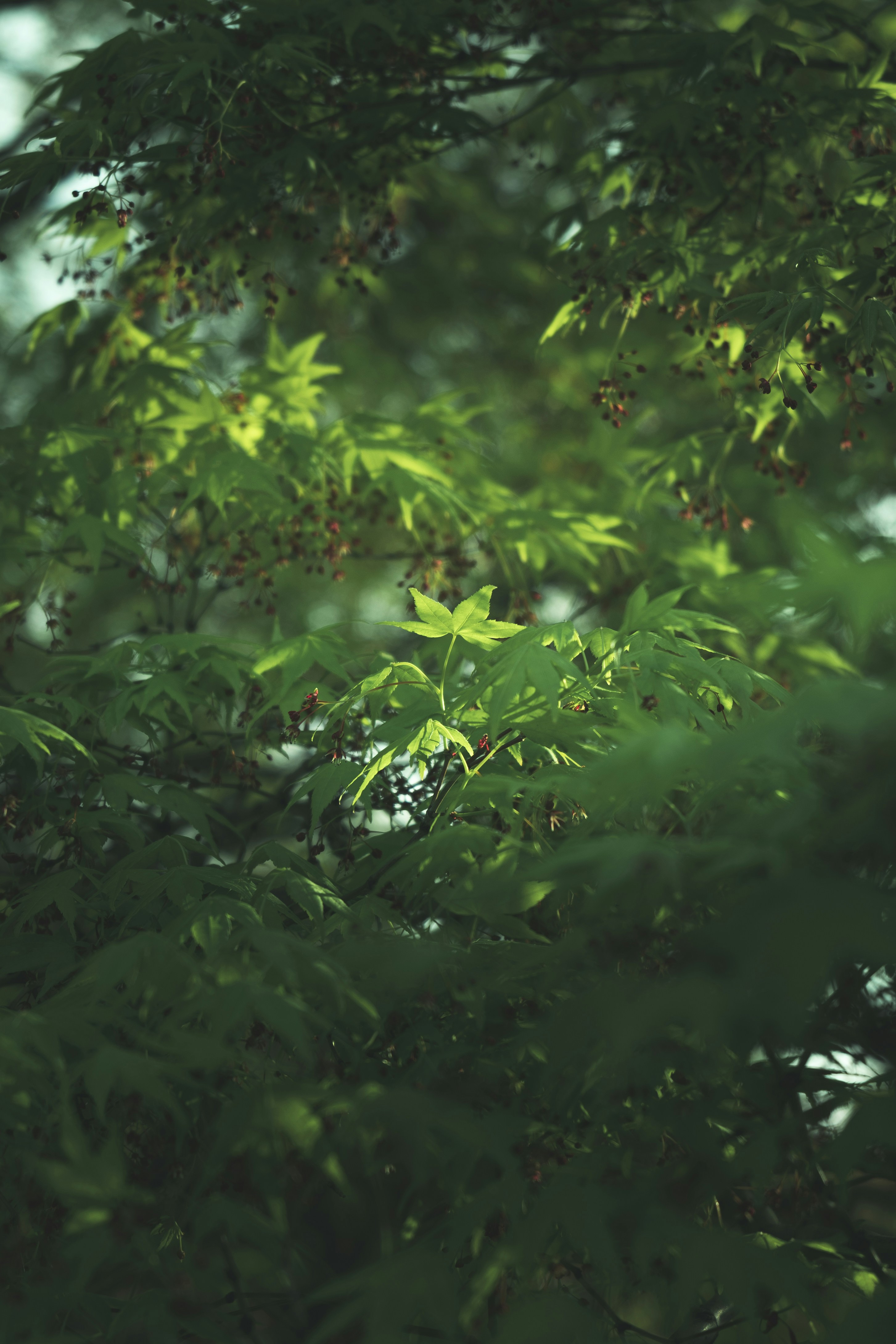 Photo by minecraftinventor