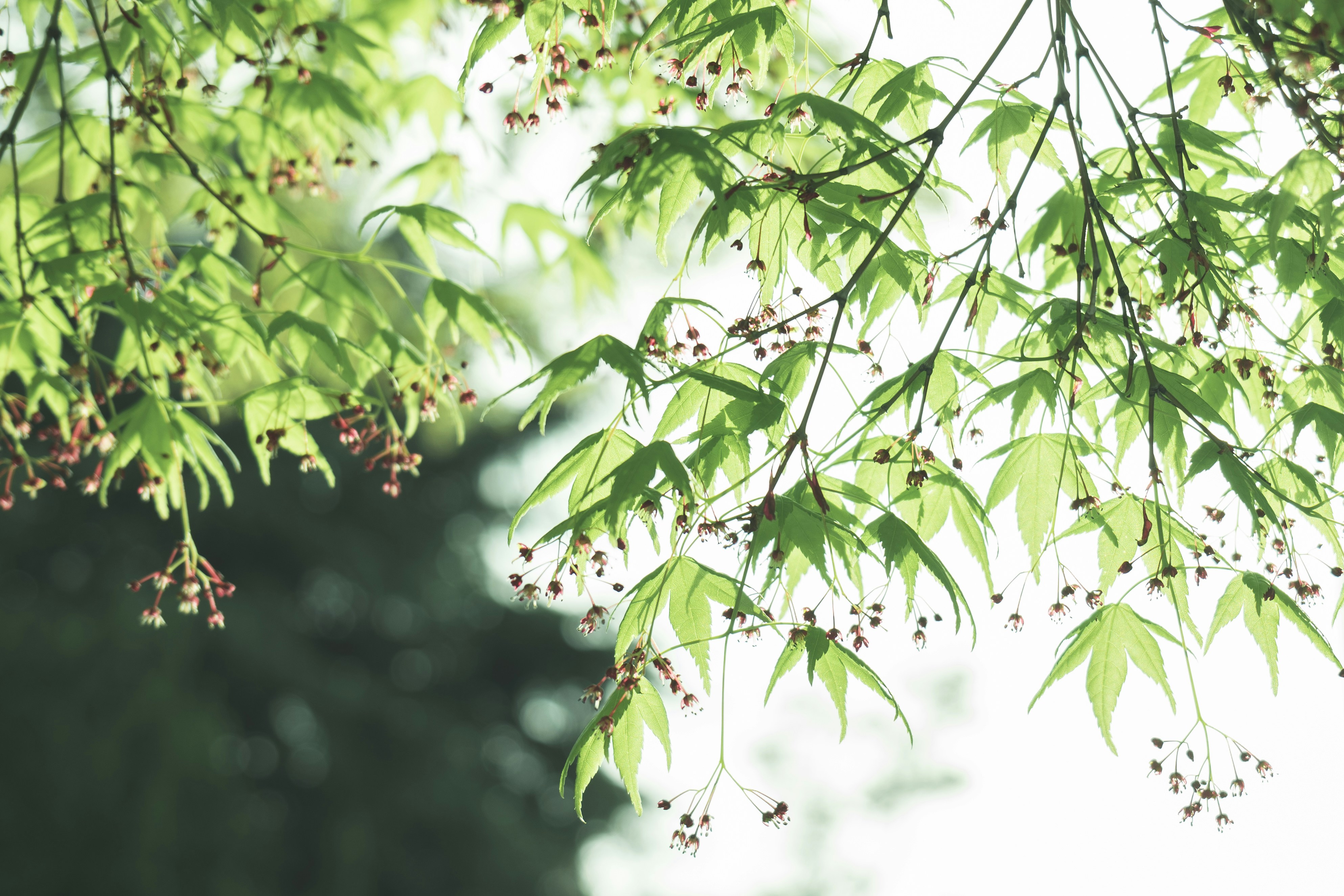 Photo by minecraftinventor