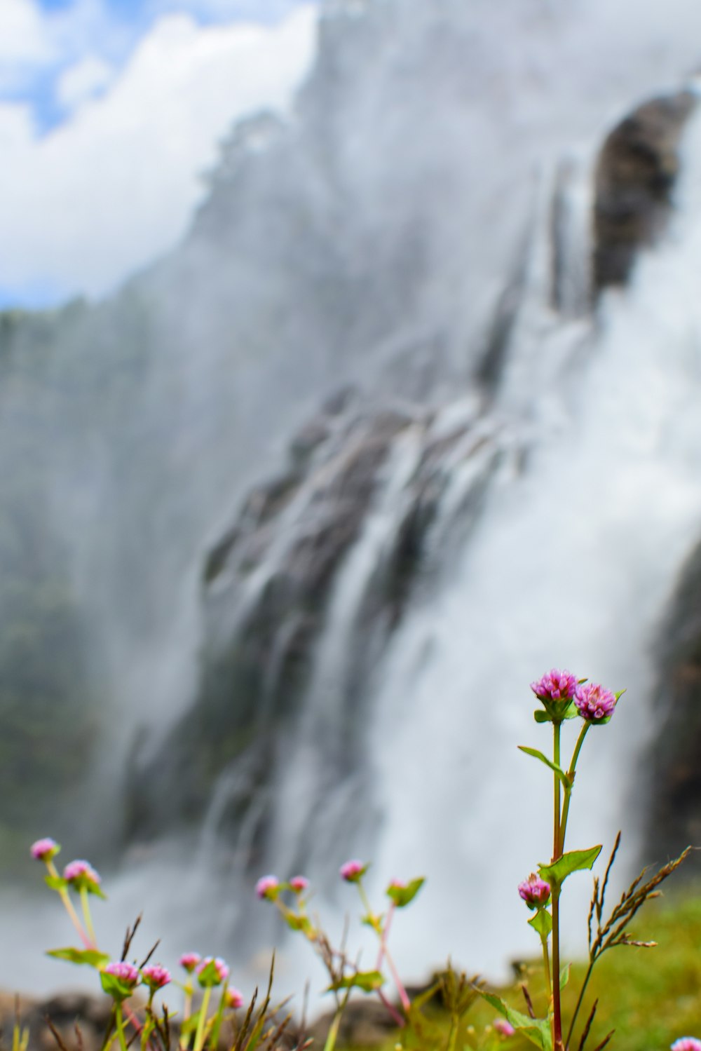 a small pink flower in front of a waterfall