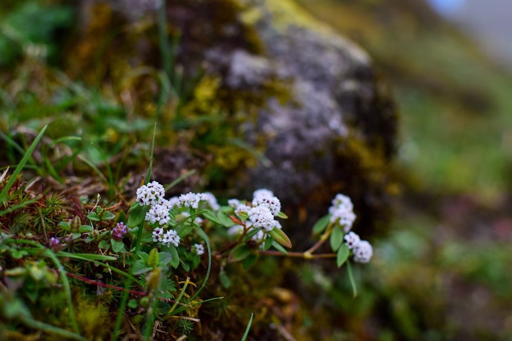 small white flowers growing on the side of a rock