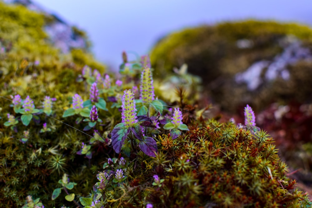 a close up of a plant with purple flowers