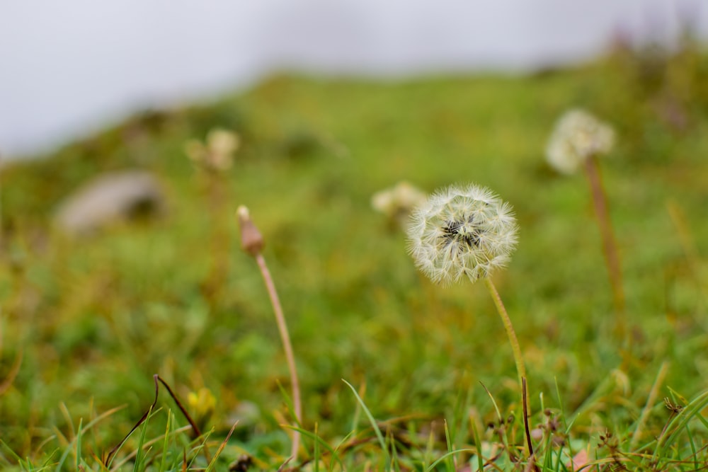 a close up of a dandelion in a field