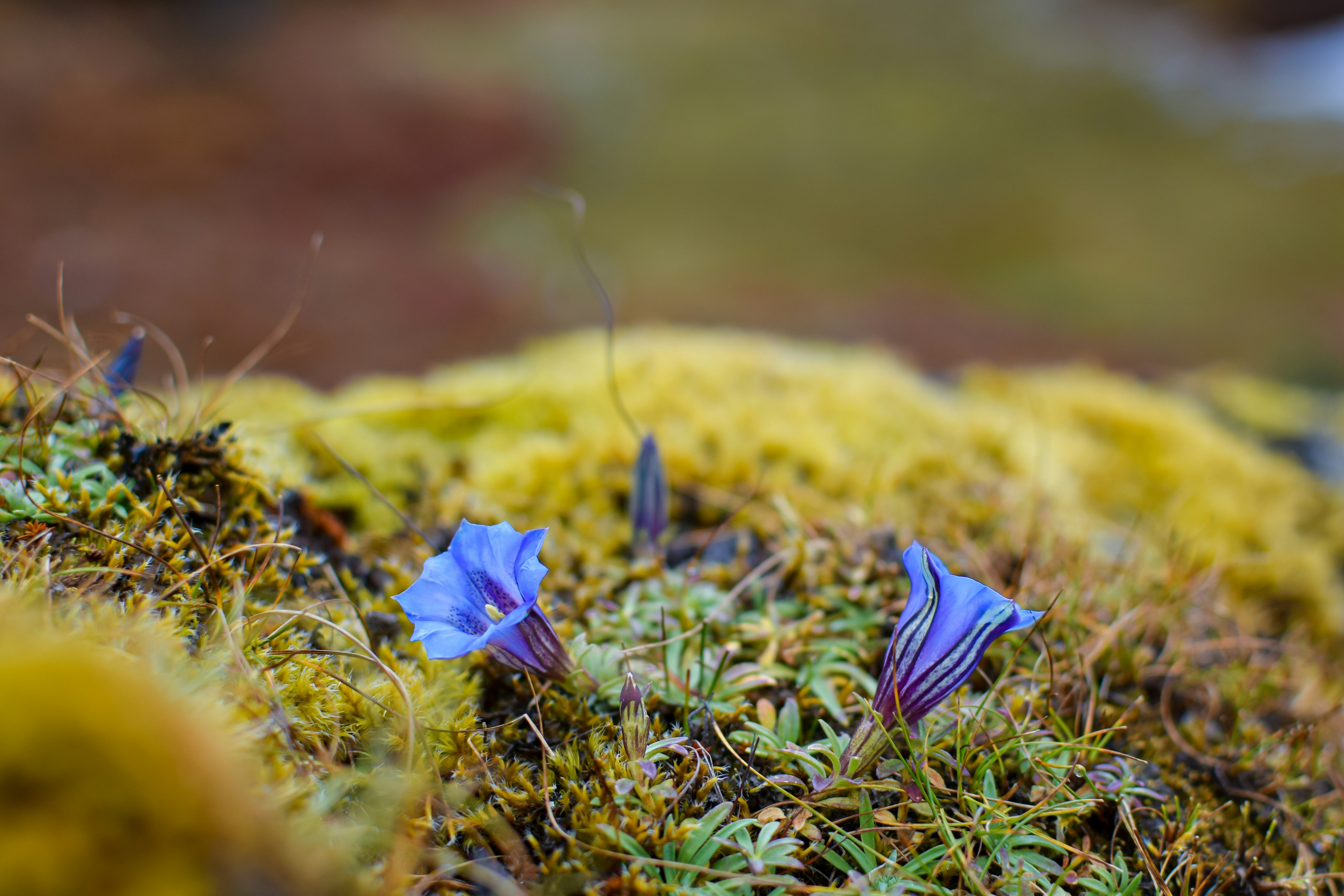 Un par de flores azules sentadas encima de un suelo cubierto de musgo