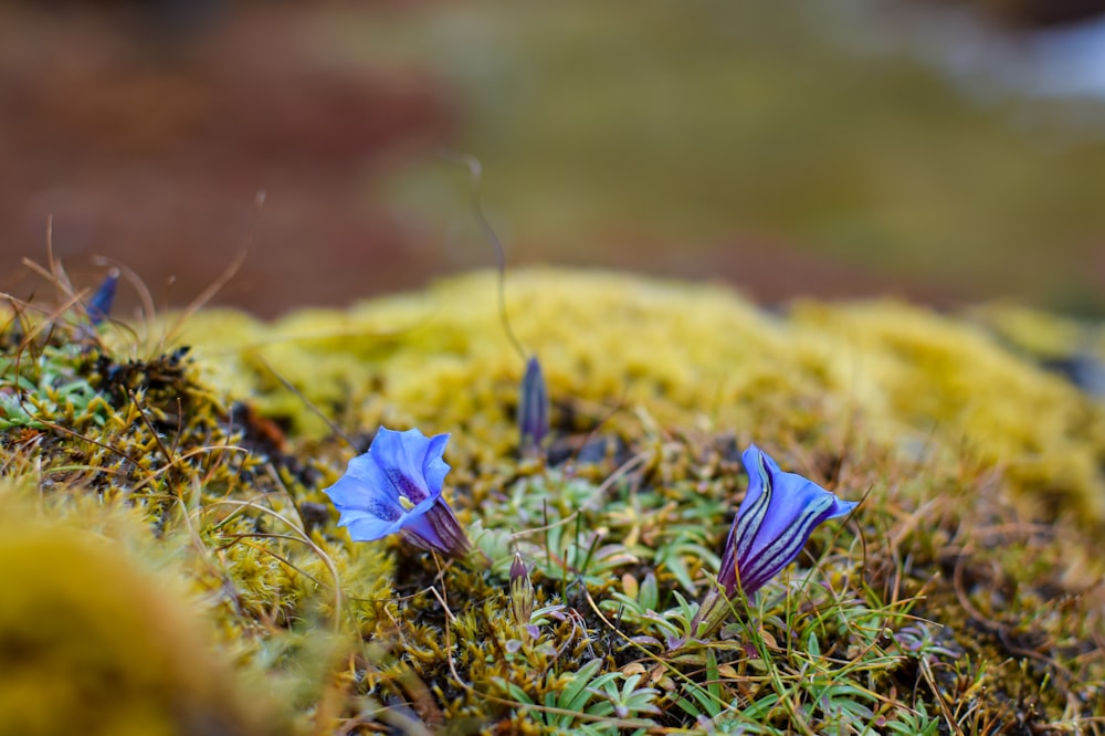 a couple of blue flowers sitting on top of a moss covered ground
